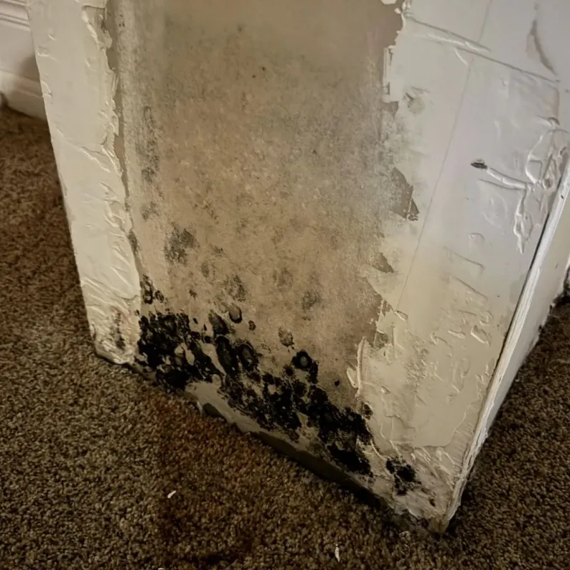 Professional Mold Removal in Commercial Point, OH